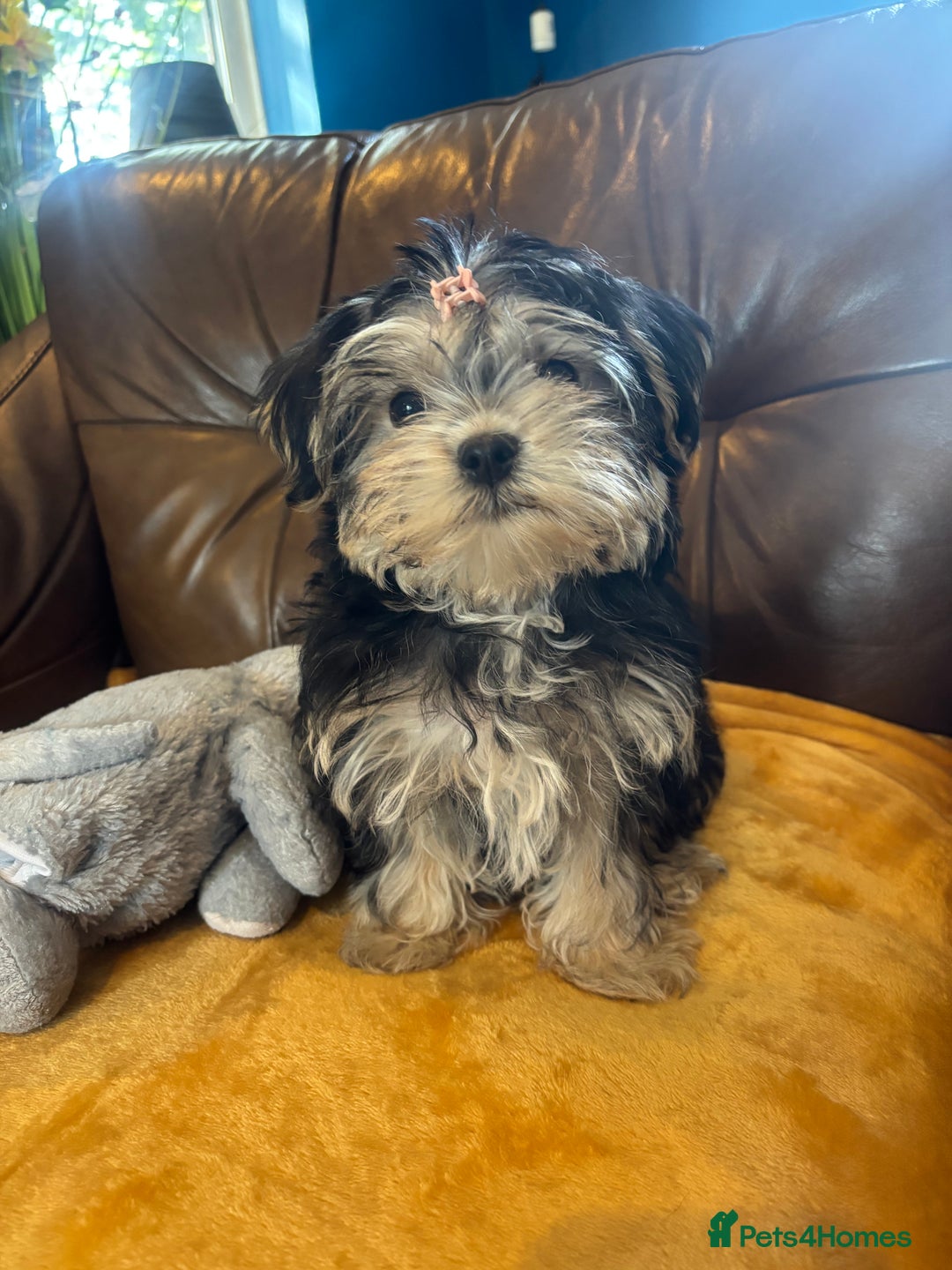Morkie dogs for sale: Teacup Teddybear babies  - Image 2