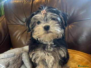 Morkie dogs New litter ready 14/12/25 - Advert 5