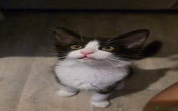 British Longhair cats for sale: 2 female kittens,nearly 4 months old - Image 10