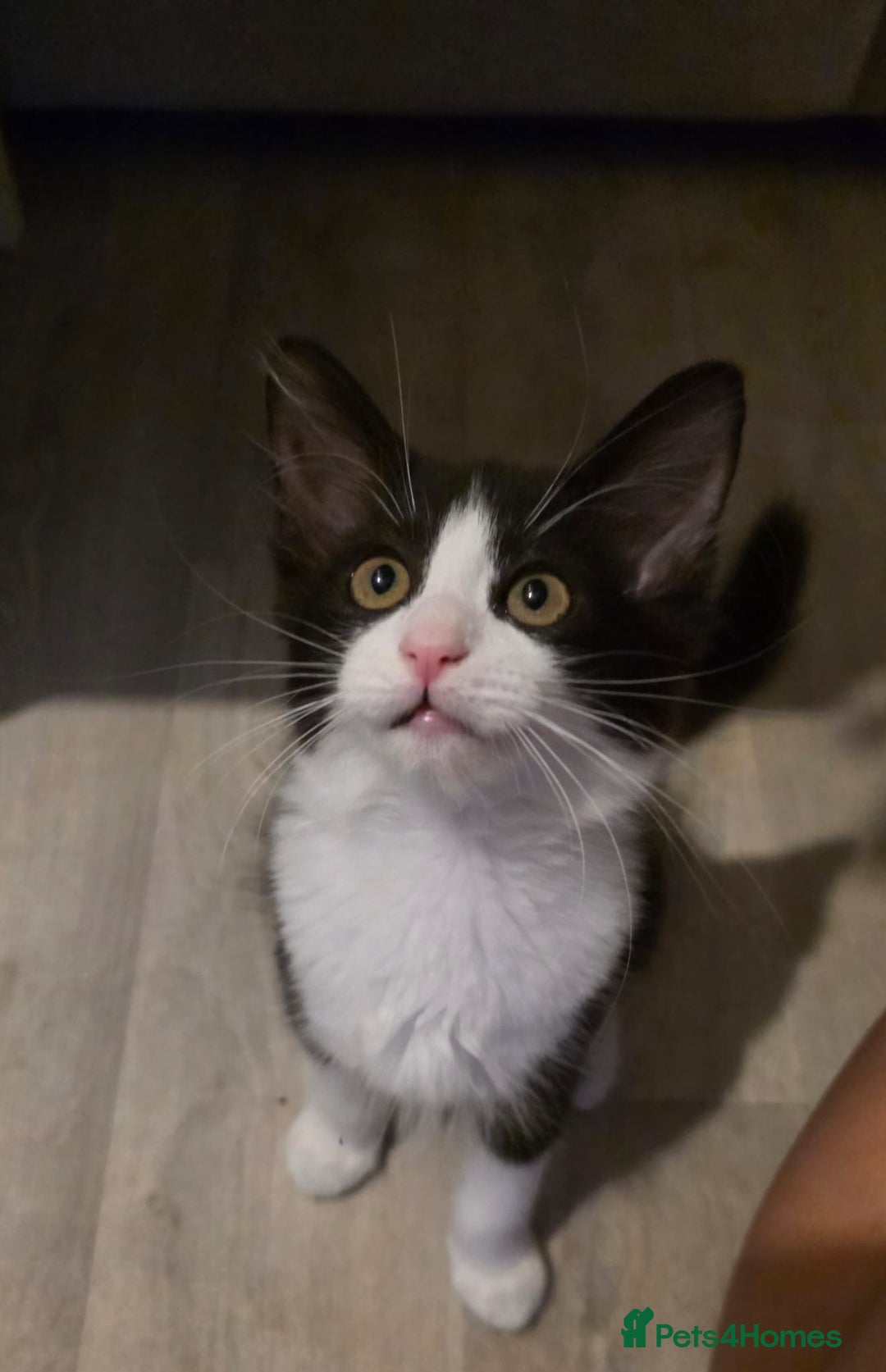 British Longhair cats for sale: 2 female kittens,nearly 4 months old - Image 10