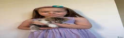 Bengal cats for sale: Beautiful mixed Bengal kittens 🐾 - Advert 12
