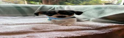Jack Russell dogs for sale: Beautiful little jackrustle - Advert 7