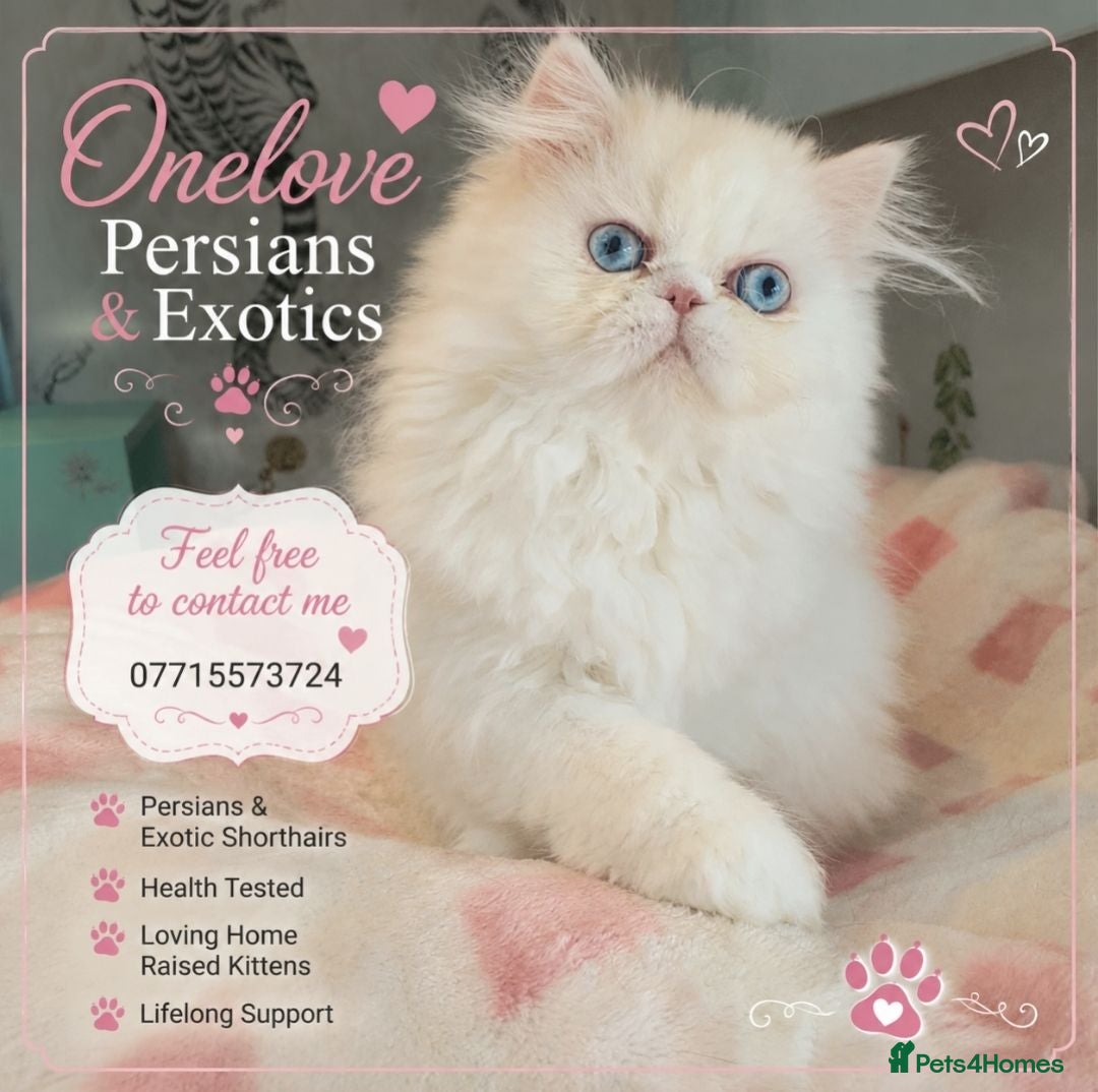 Persian cats 🎀🎀 GCCF Persian Kitten 🎀🎀 - Advert 18