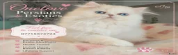 Persian cats for sale: 🎀🎀 One girl left GCCF Persian Kitten 🎀🎀 - Advert 2