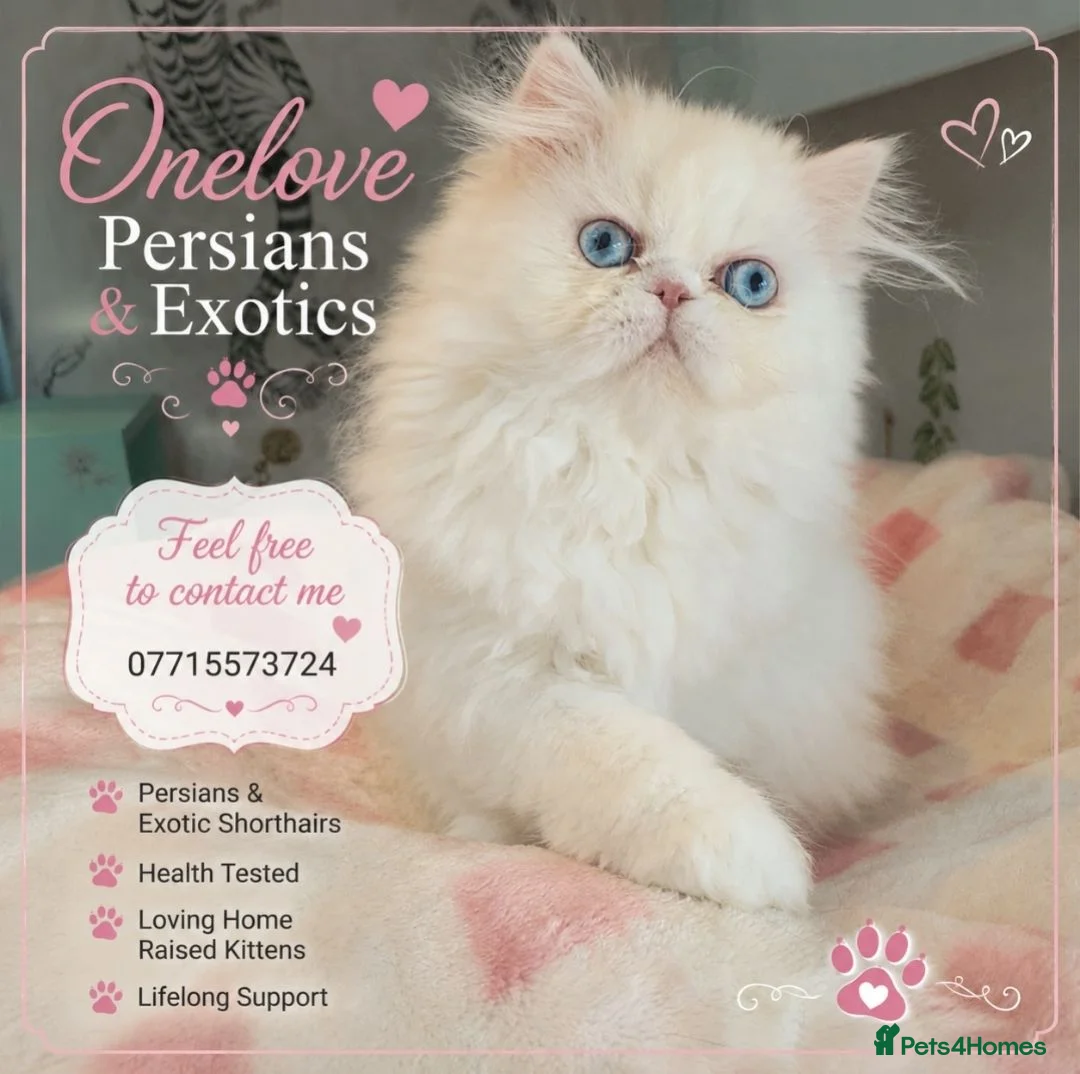 Persian cats for sale: 🎀🎀 One girl left GCCF Persian Kitten 🎀🎀 - Advert 2