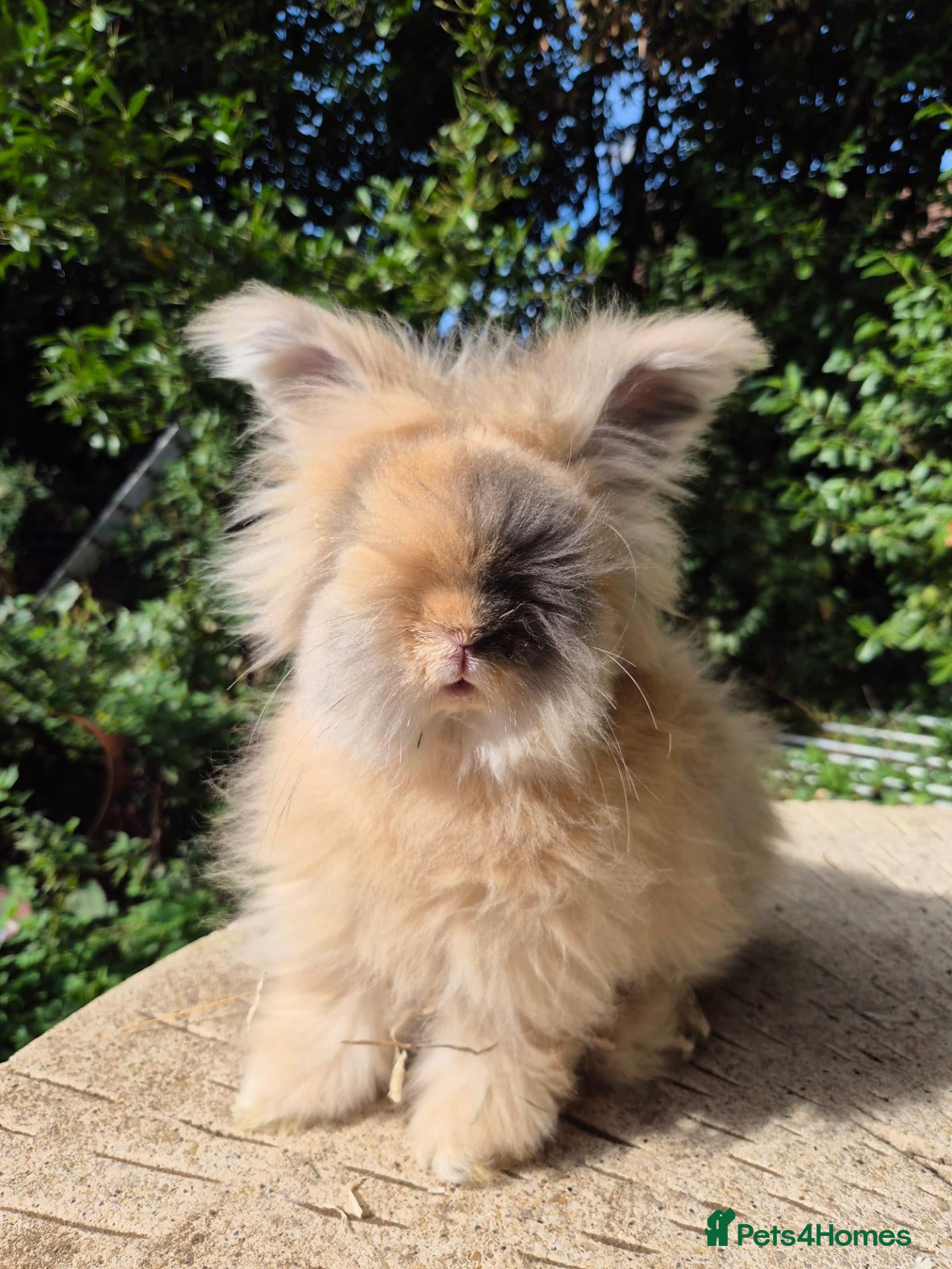 Angora rabbits 💙READY NOW-FULL FACE ANGORA BOY-PARENTS FROM🇫🇷 - Advert 1