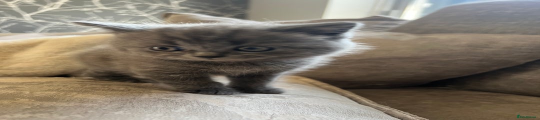 British Shorthair Kitten 2