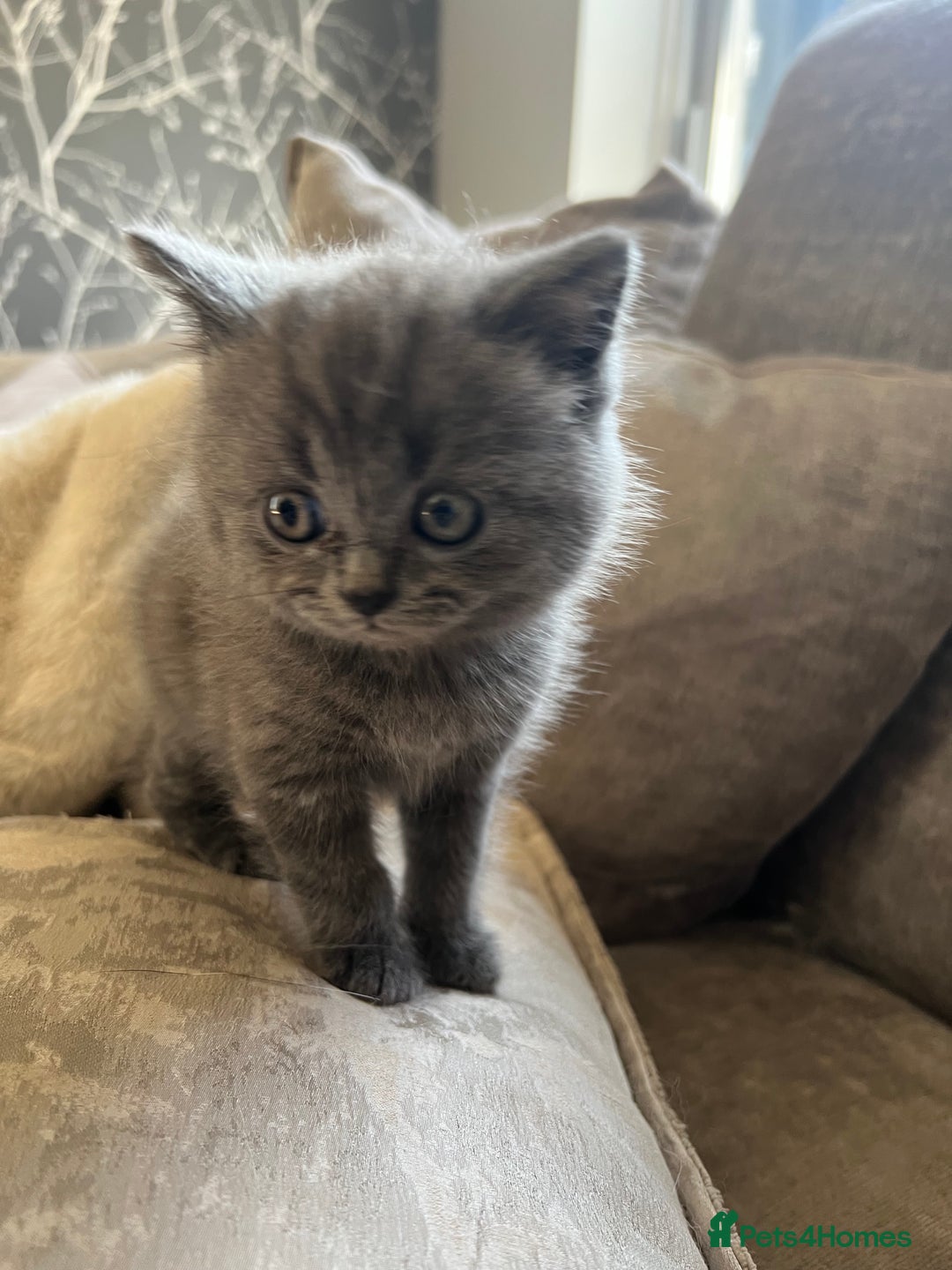 British Shorthair cats for sale: 5 beautiful British shorthair boys  - Image 11