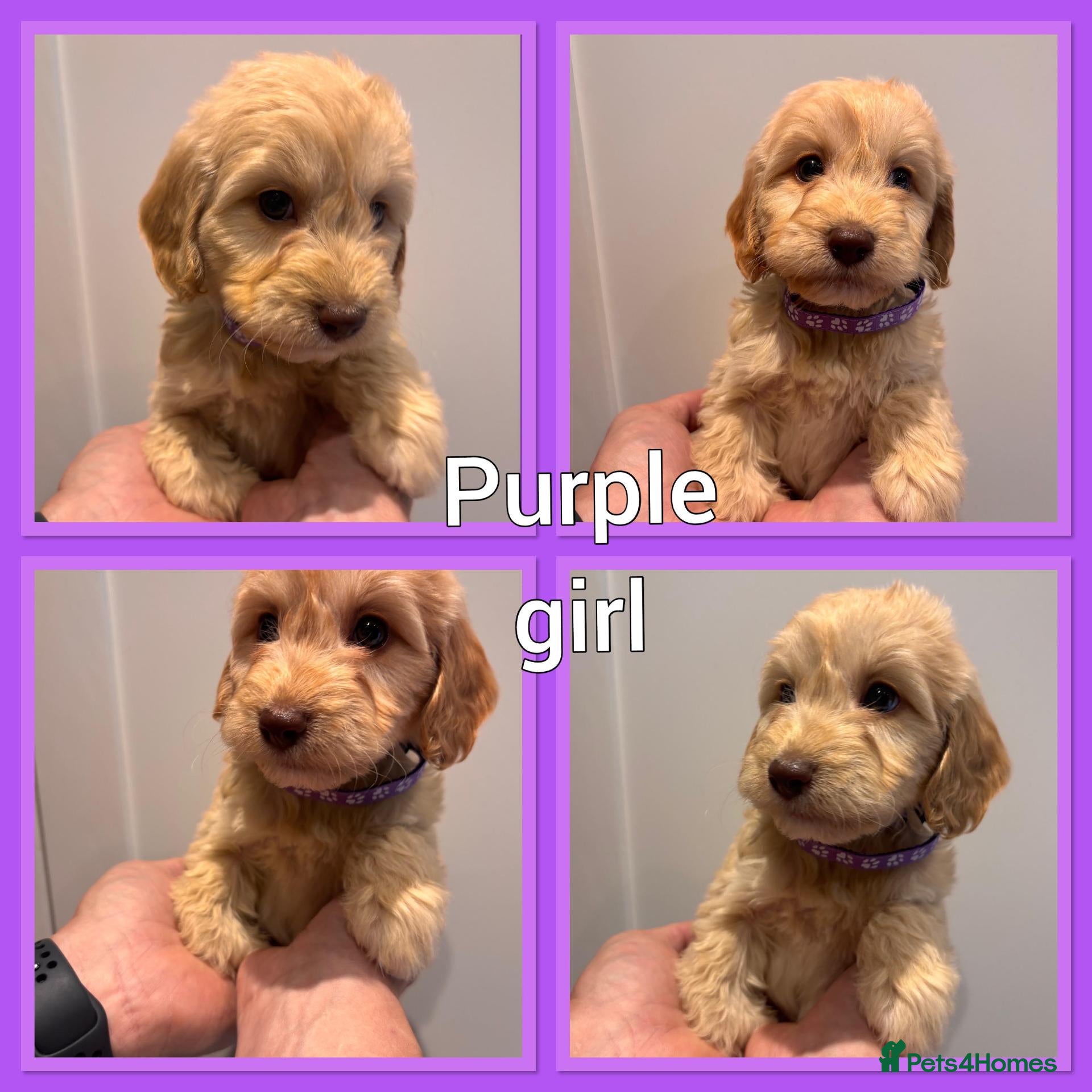 Cockapoo dogs *Show*Cockapoo Ready To Leave Health Tested Pups - Advert 2