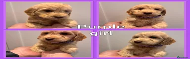 Cockapoo 5