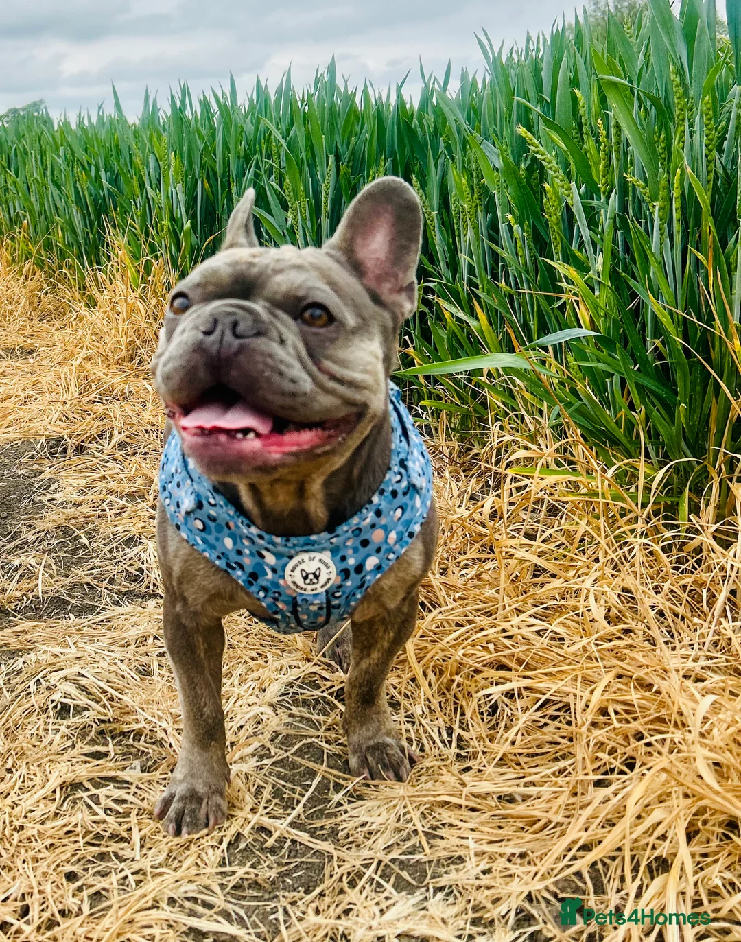 French Bulldog dogs for sale: 3 year old male French bulldog  - Advert 2