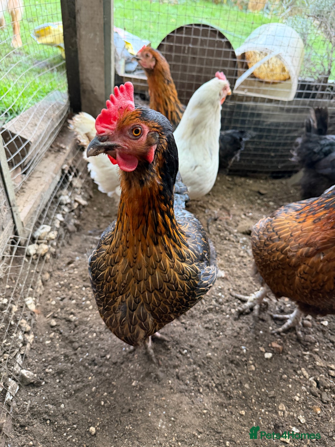 Chickens poultry for sale: 12 Chickens still laying  - Advert 3