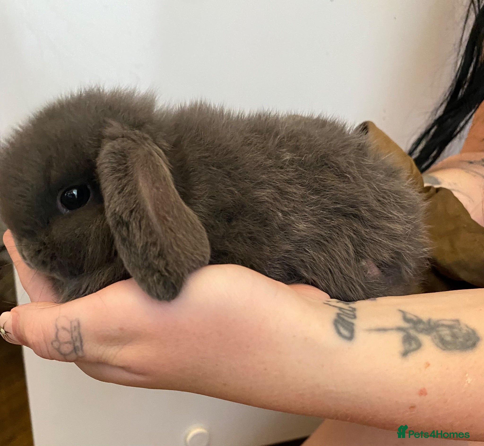 Mini Lop rabbits Baby lop bunnies  - Advert 1