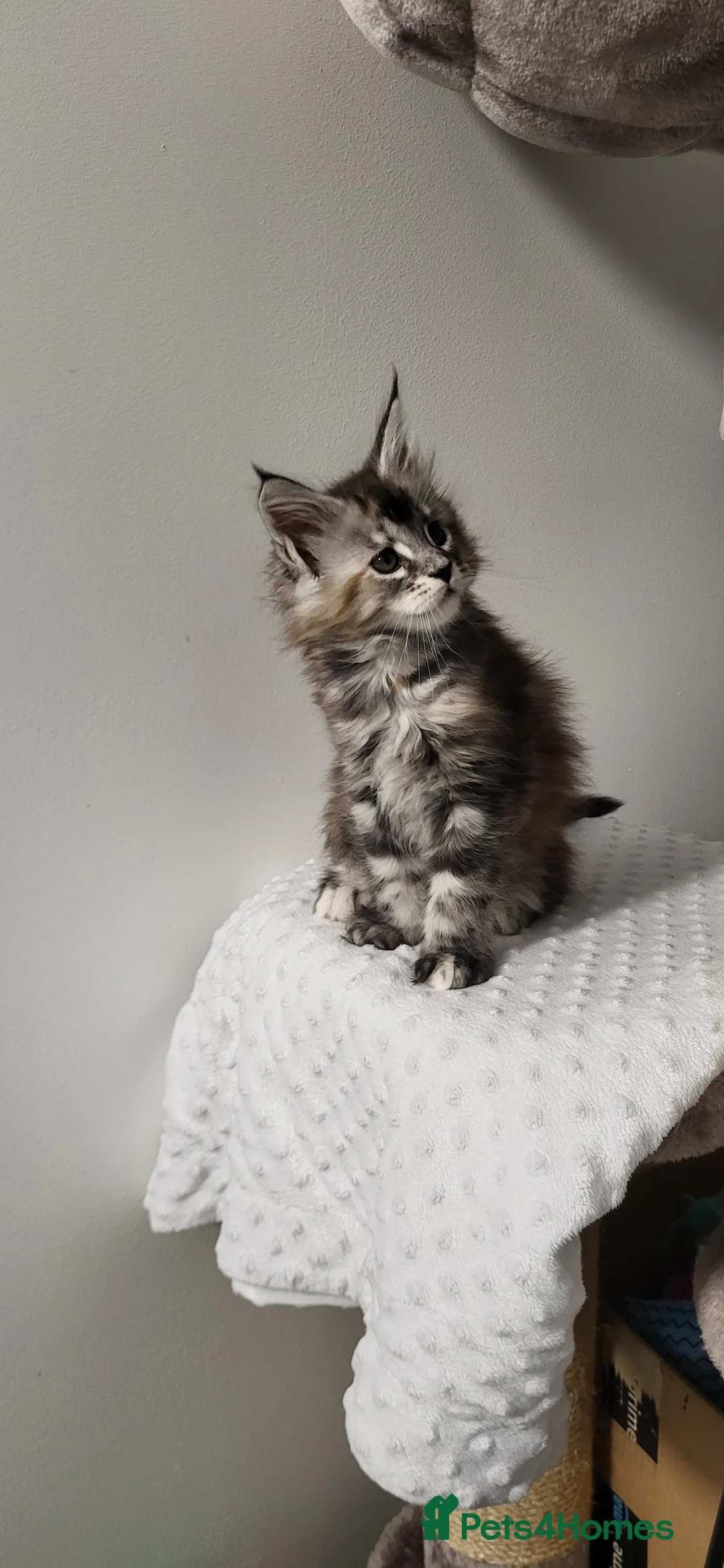 Maine Coon cats for sale: GCCF - Maine Coon Kittens - Advert 27