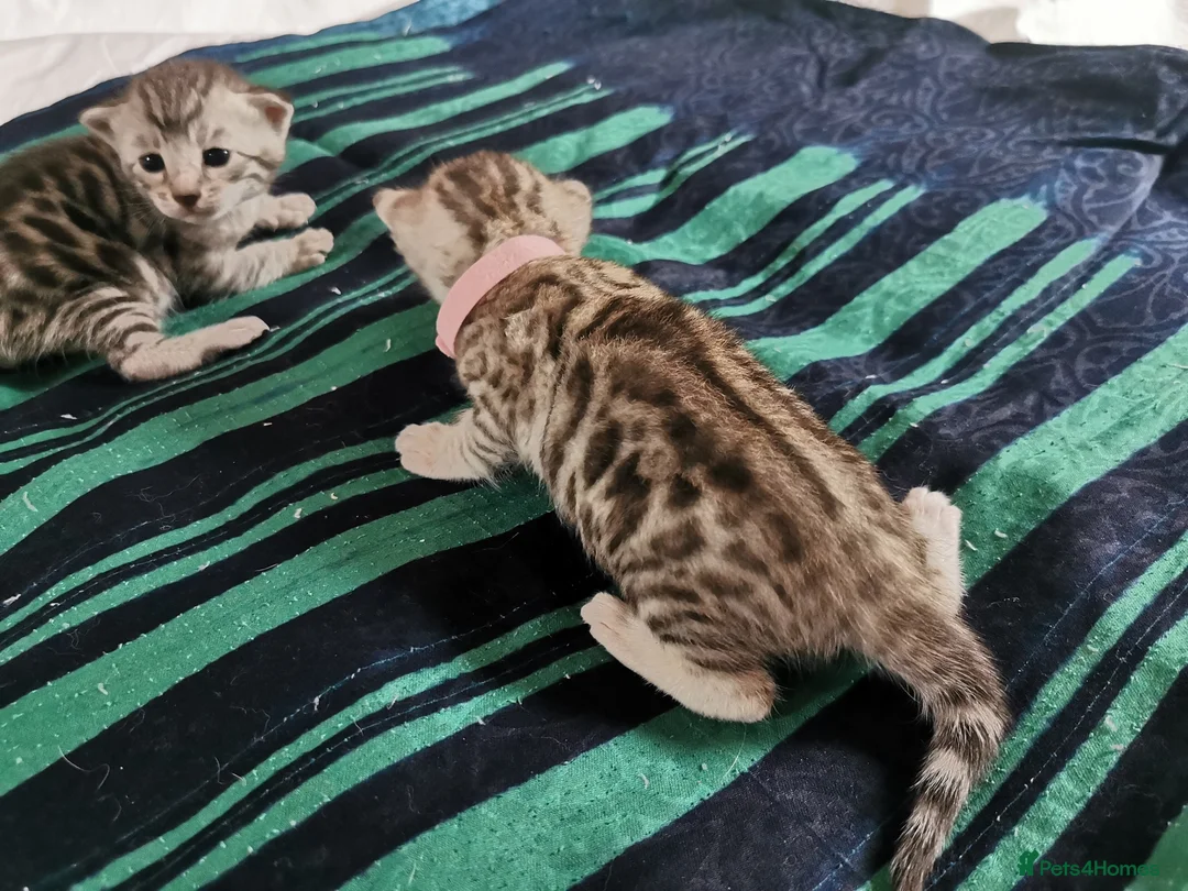 Bengal cats for sale: Beautiful Bengal Kittens - Advert 2
