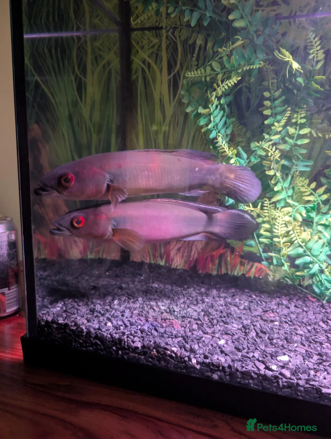 Cichlids fish for sale: Large pike chichlids  in Orpington - Advert 1
