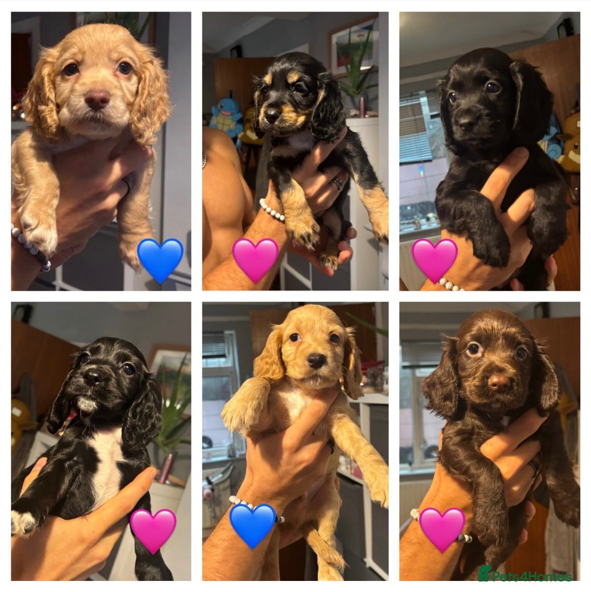 Cocker Spaniel dogs Cocker Spaniel puppies 🐶 Looking for Loving Homes - Advert 1