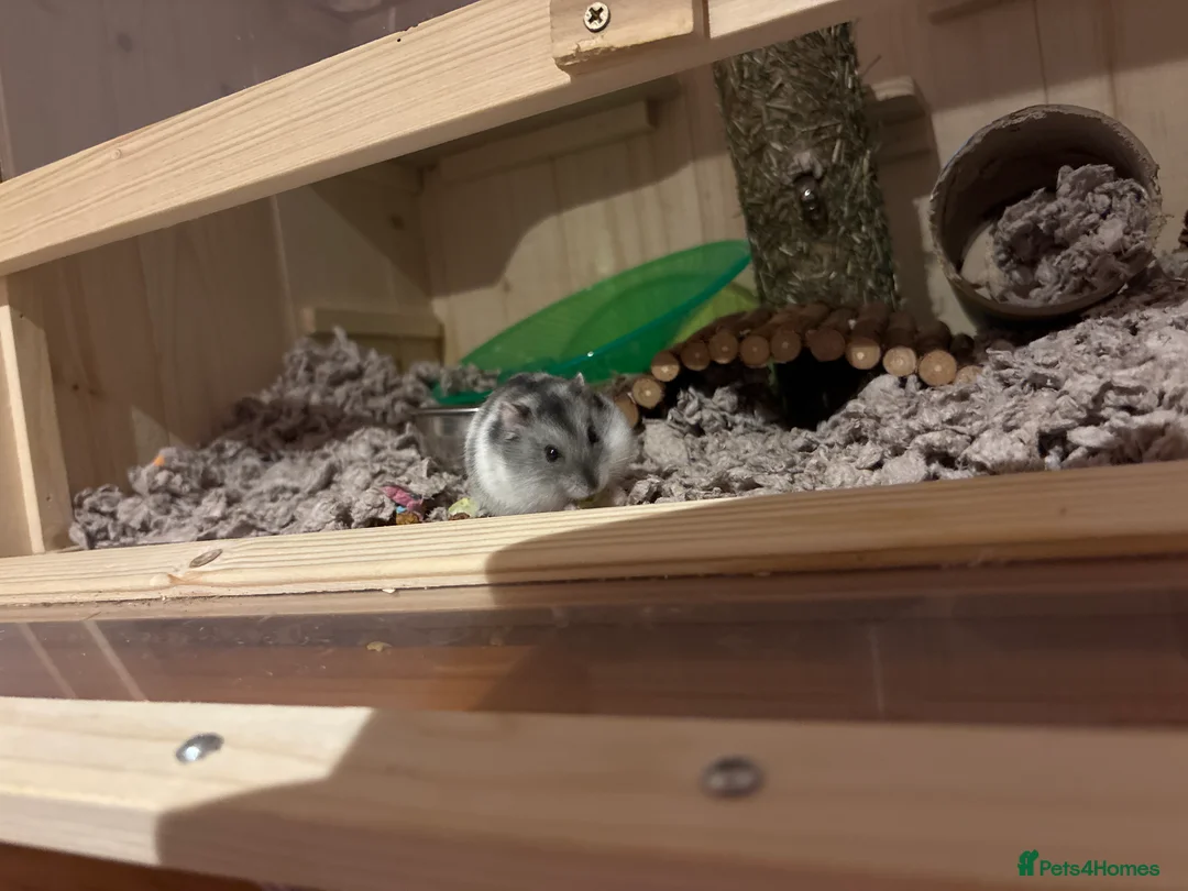 Hamster rodents for sale: Very friendly Russian dwarf hamster with cage  - Advert 3
