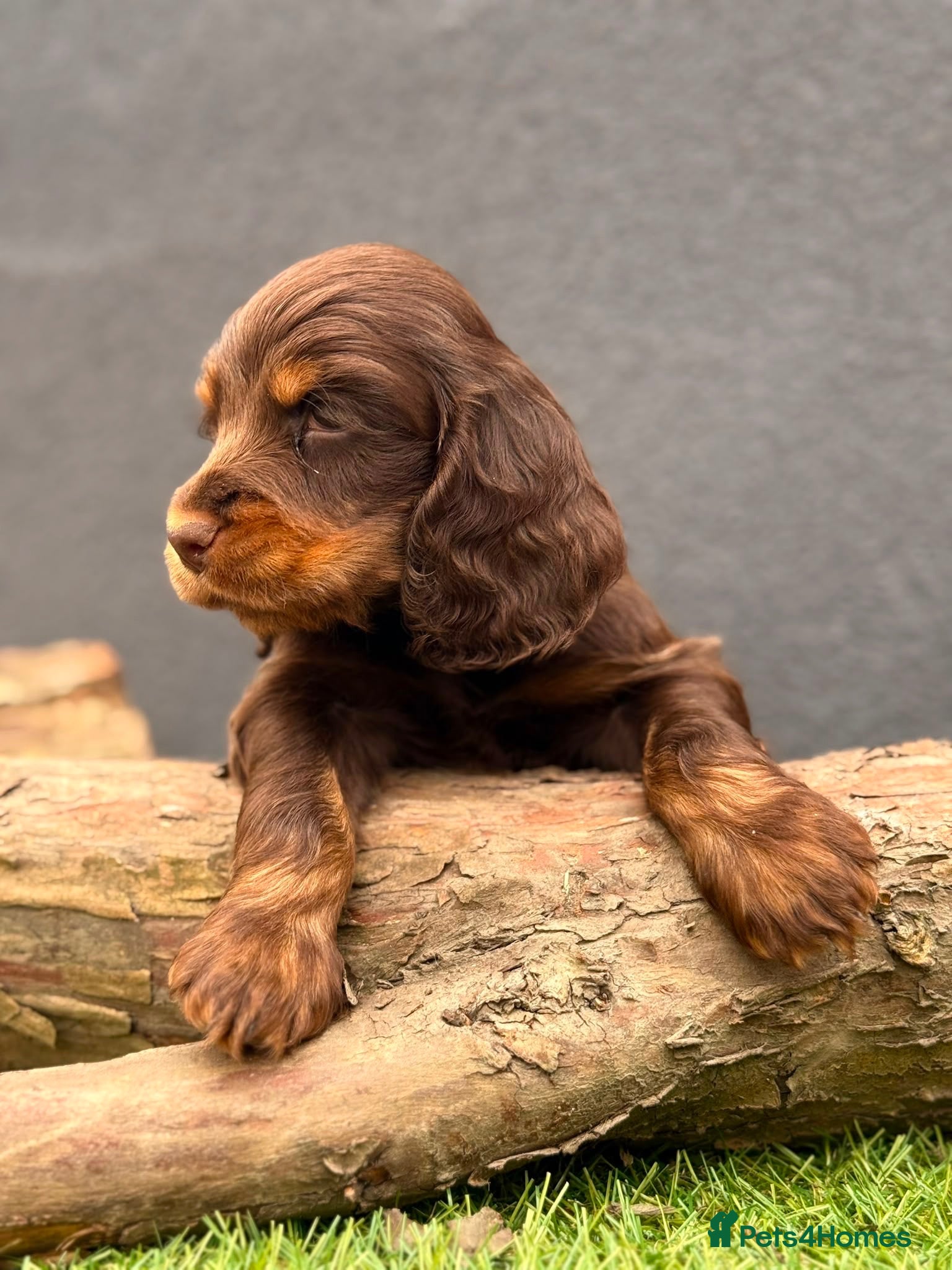 Cocker Spaniel dogs Show type cocker spaniels  - Advert 13