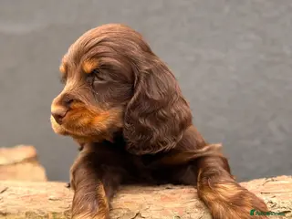 Cocker Spaniel dogs Show type cocker spaniels - Advert 13