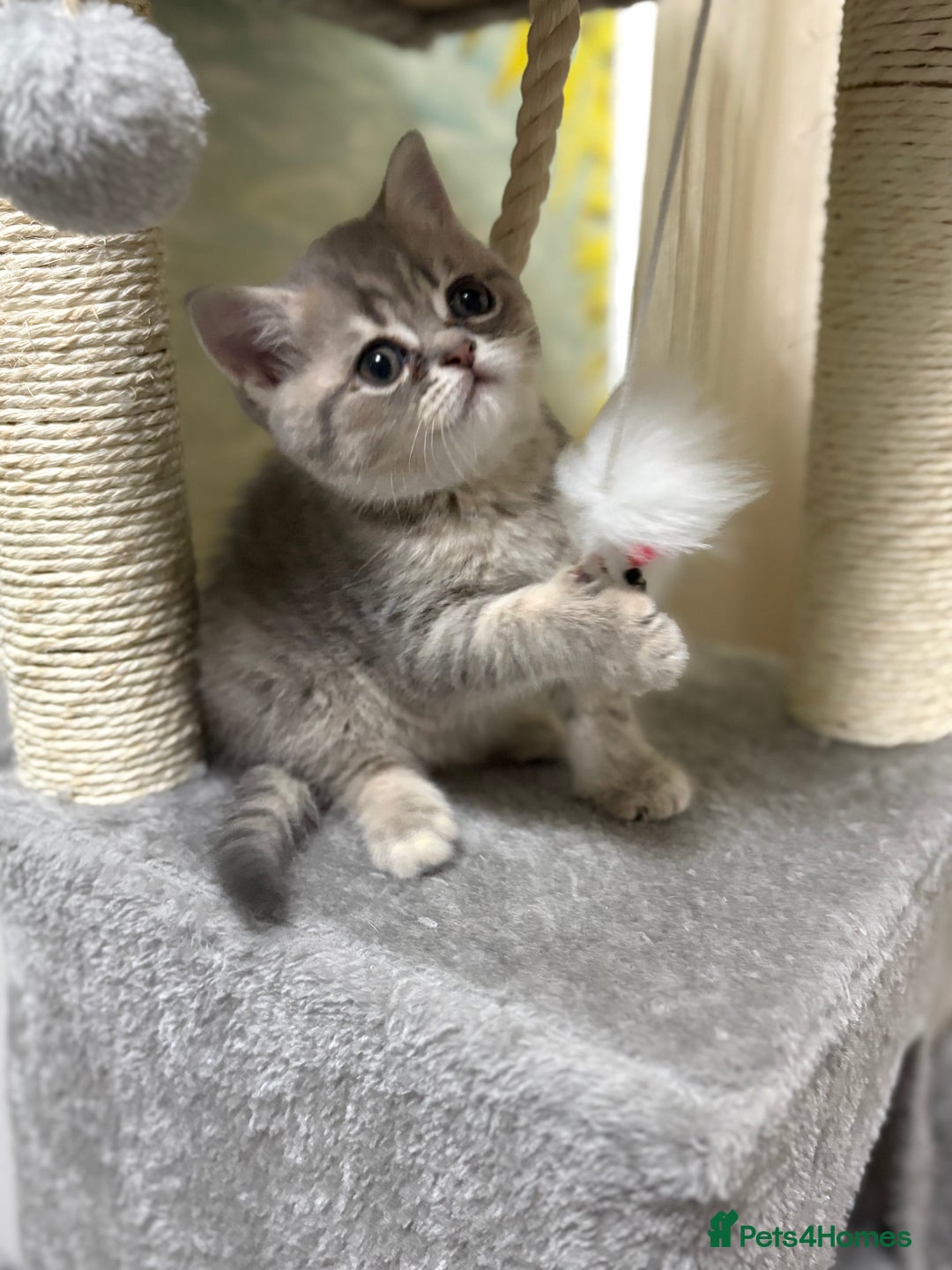 Scottish Fold cats for sale: Scottish fold kittens for sale - Advert 17