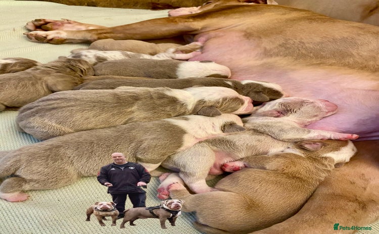 Mixed Breed dogs - Advert 6