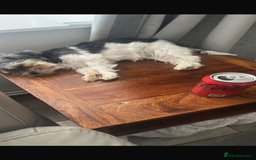 Maltipoo dogs for sale: 11 months old Asian Maltipoo 1.2kg - Advert 6