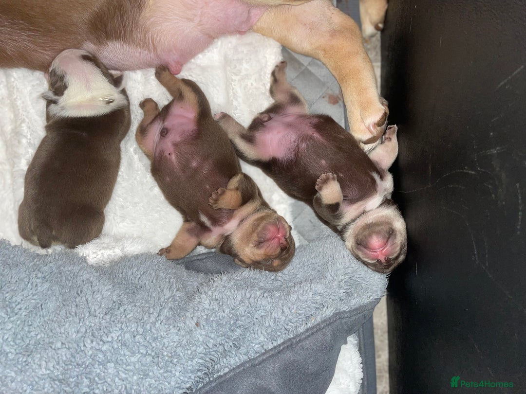 English Bulldog dogs for sale: TOP CLASS  English Bull Dog puppies  - Advert 9