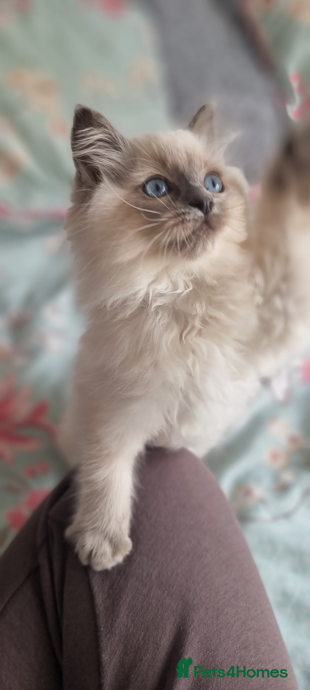 Ragdoll cats for sale: Last Girl Blue point - Ready Now   - Image 2