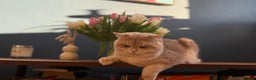 British Shorthair cats for stud: Leo looking for girls  in Edinburgh - Advert 2