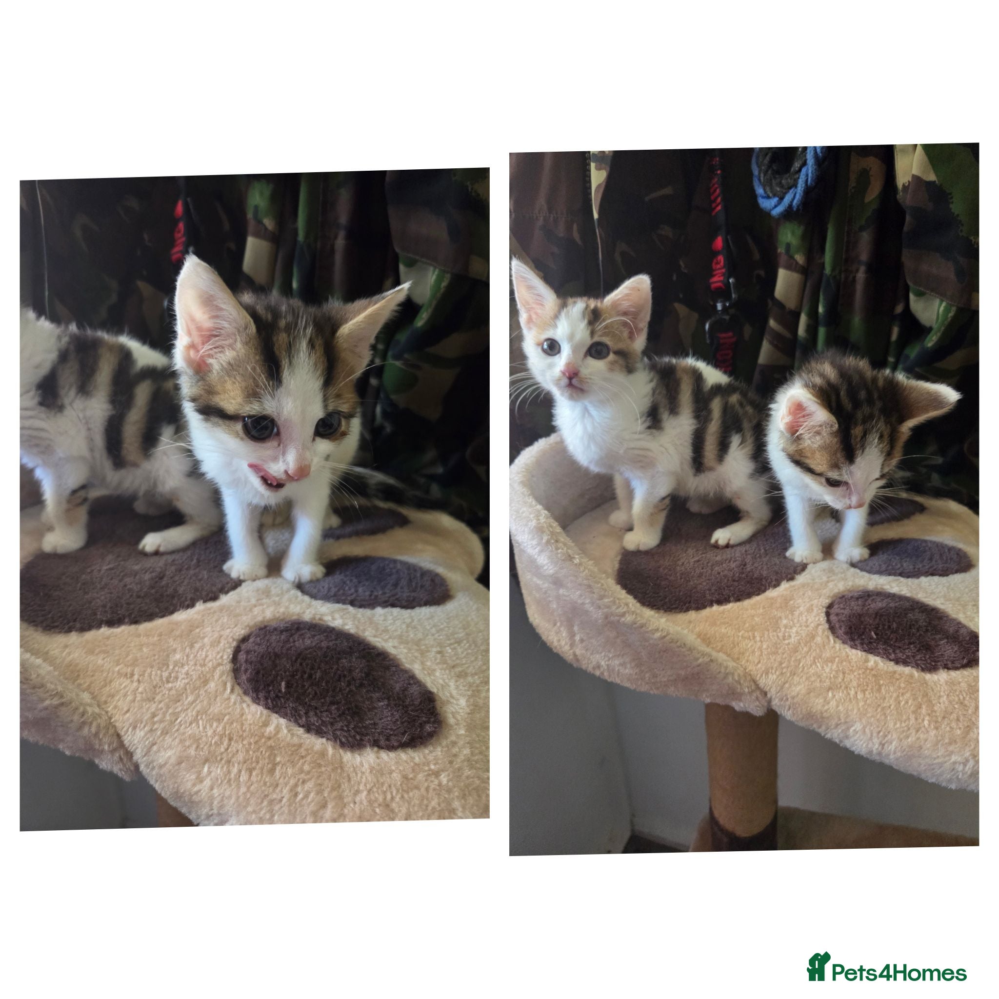 Mixed Breed cats 2 kittens both boys - Advert 2