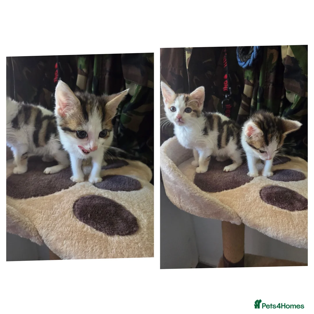 Mixed Breed cats for sale: 2 kittens both boys - Advert 1