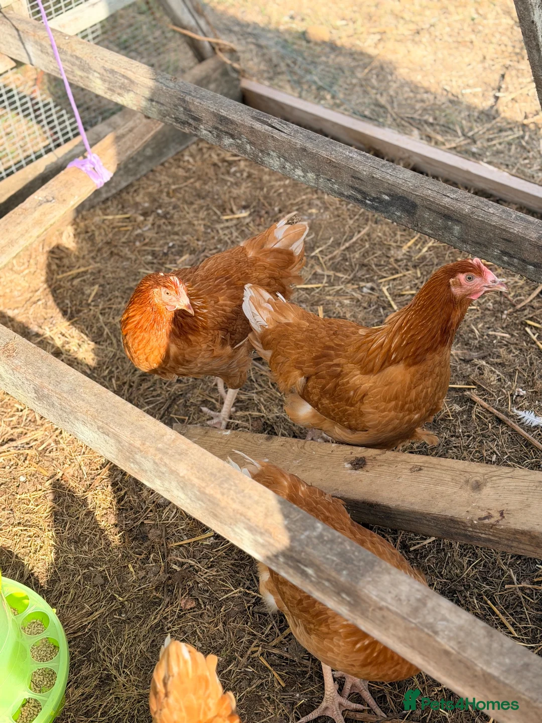 Chickens poultry for sale: ISA Brown hens  - Advert 2