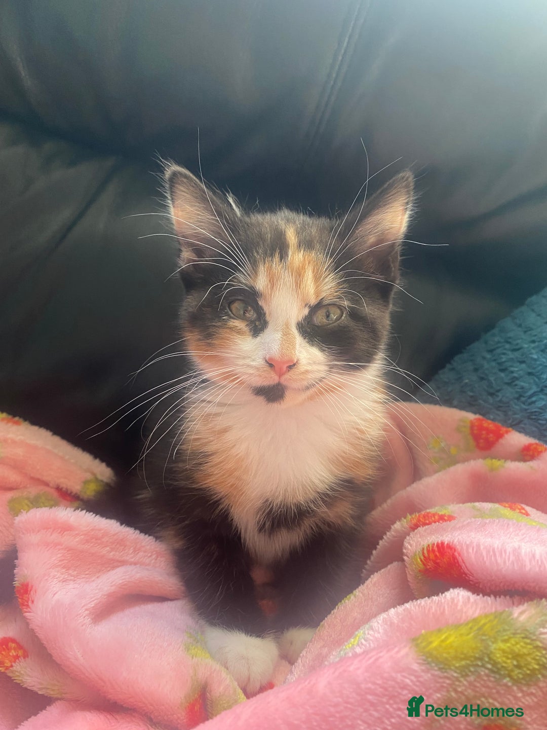 Mixed Breed cats for sale: Kitten and Accessories! - Advert 2