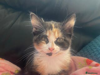 Mixed Breed cats Kitten and Accessories! - Advert 6