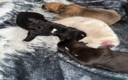 Mixed Breed dogs for sale: Chunky boys - Advert 6