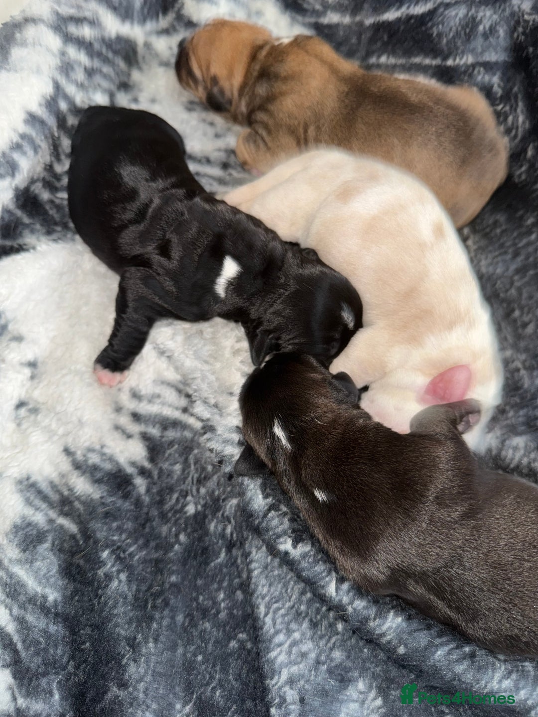 Mixed Breed dogs for sale: Chunky boys - Advert 6