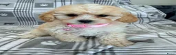 Maltipoo dogs for sale: Happy,loving affectionate Health Tested Maltipoo’s - Advert 13