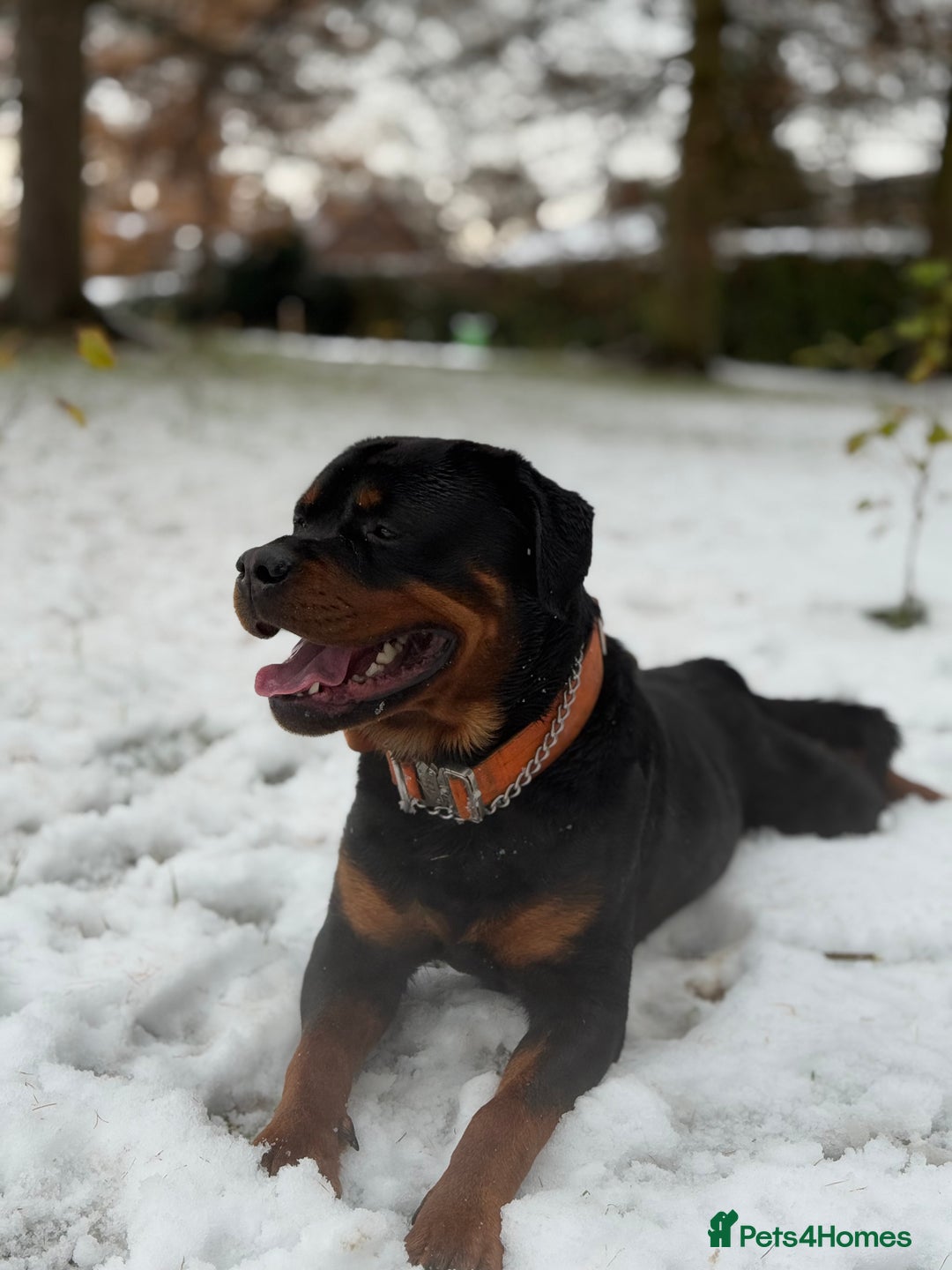 Rottweiler dogs for sale: 3 year old male Rottweiler  - Image 3