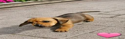 Miniature Dachshund dogs for sale: Beautiful Miniature Dachshund pups - Advert 5