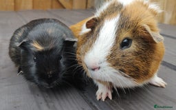 Guinea Pig rodents for sale: Happy, Healthy, Handsome & Confident Pet Boars - Image 11