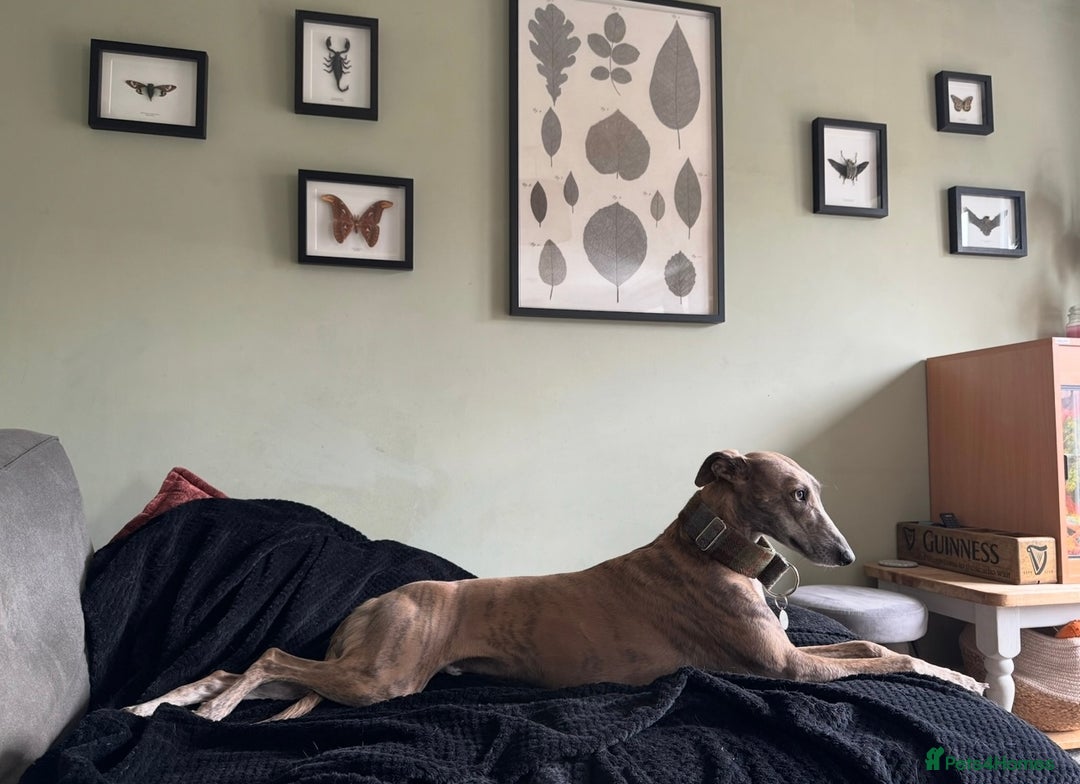 Lurcher dogs for sale: Dougie - 2yr Old Lurcher - Image 4