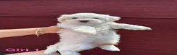 Bichon Frise dogs for sale:     🐶 6 Adorable Puppies Looking for a Home - Advert 37