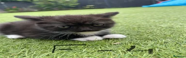 Mixed Breed Kitten 7