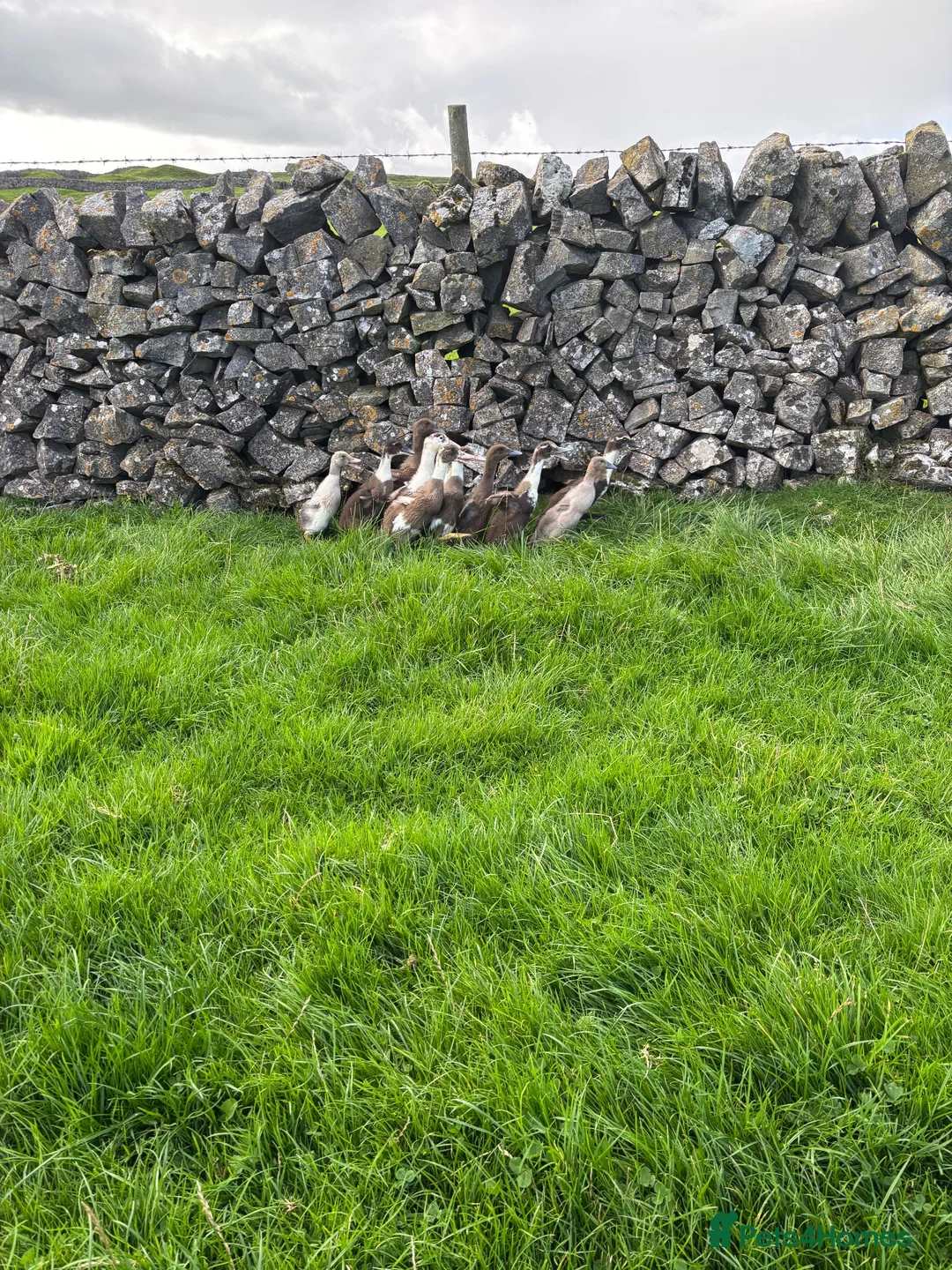 Ducks poultry for sale: Magpie / Runner Unsexed Ducklings  - Advert 2