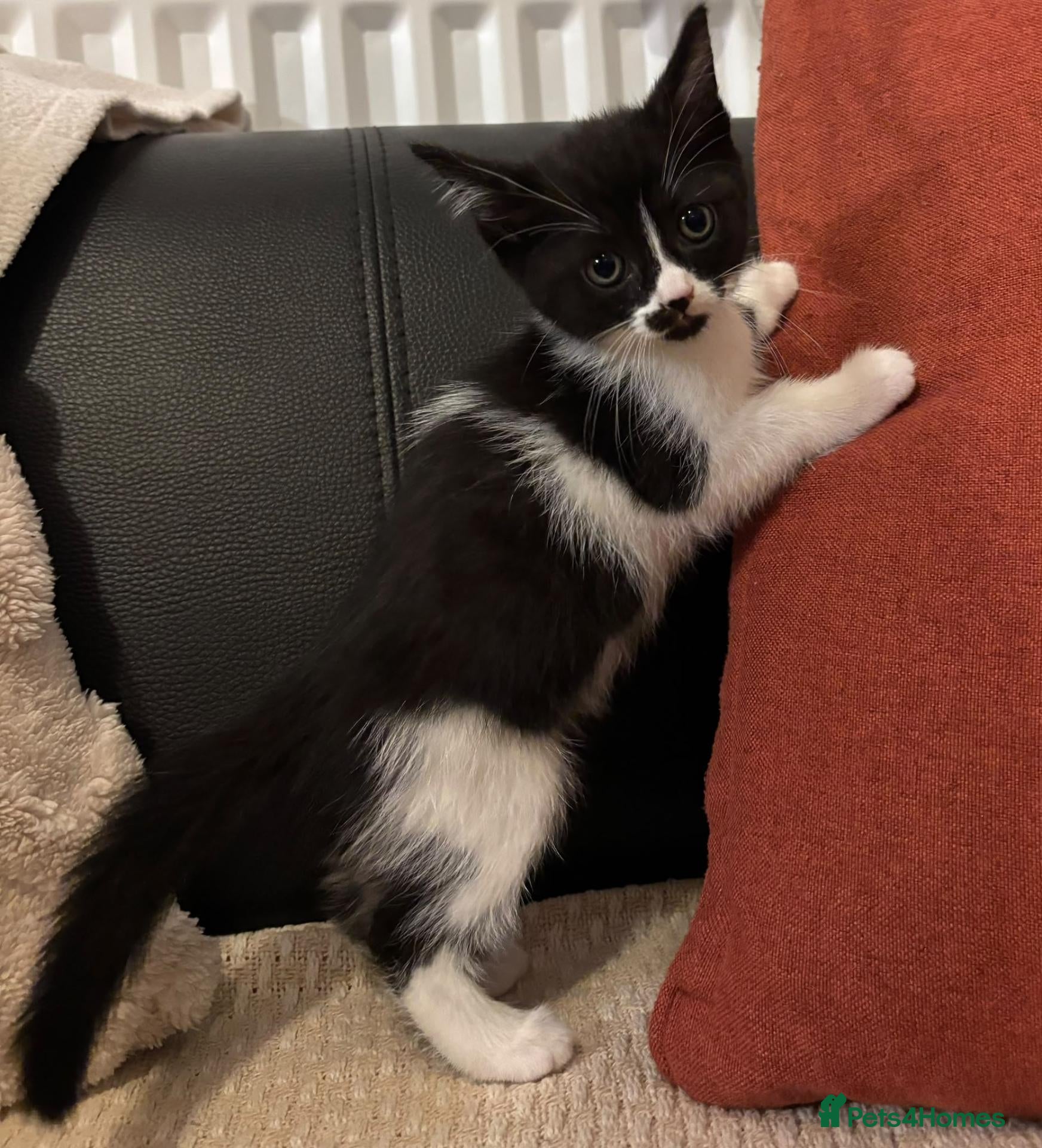 Mixed Breed cats 🐾 LOVELY KITTENS LOOKING FOR LOVING HOMES 🐾 - Advert 3
