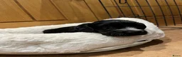 Cocker Spaniel dogs for sale: WCS puppies from amazing breed lines - Advert 9