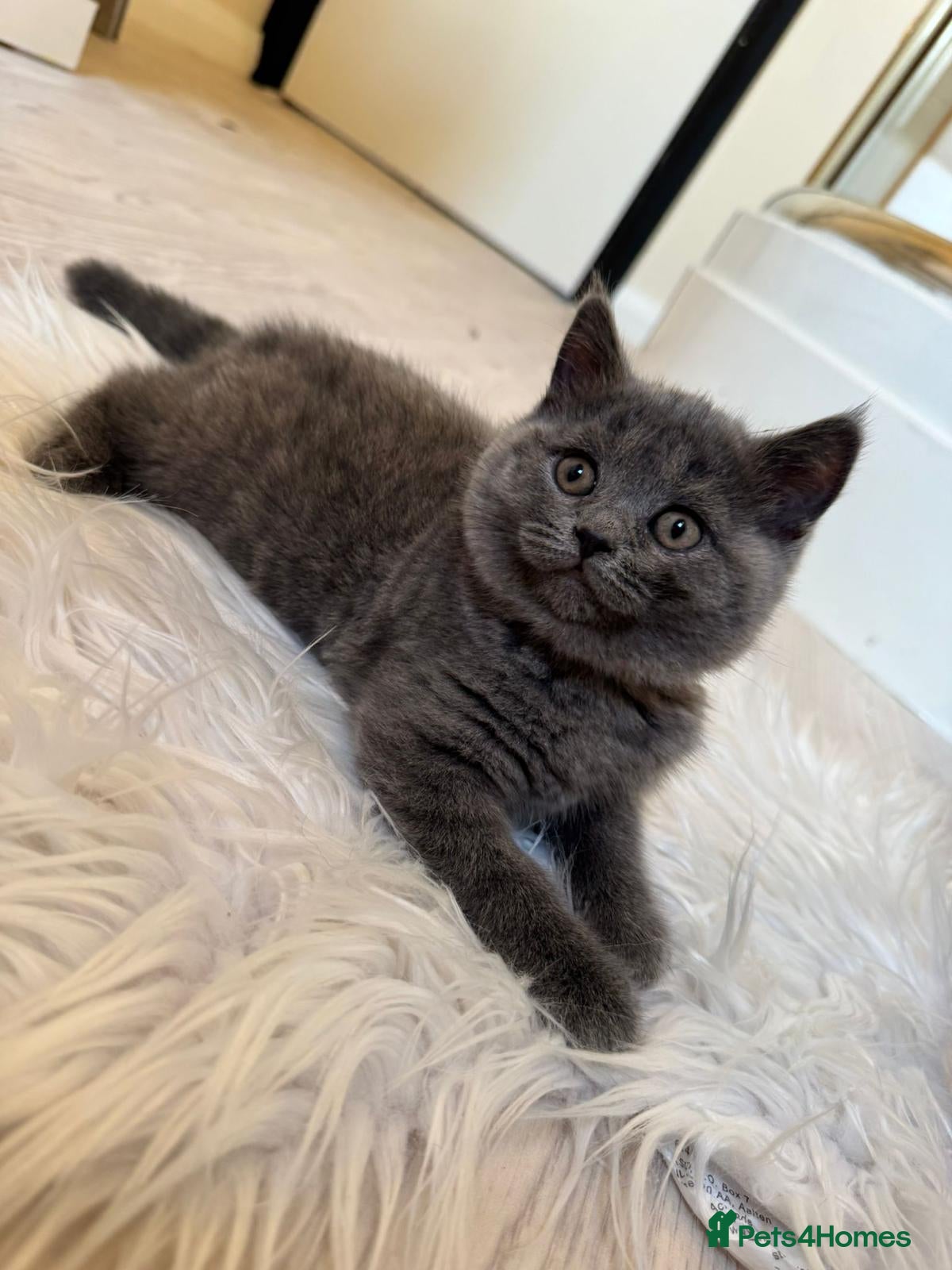 British Shorthair cats for sale: LOVELY BRITISH SHORTHAIR - Advert 7