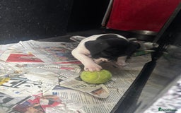 Pointer dogs for sale: English Pointer Bitch - Image 6
