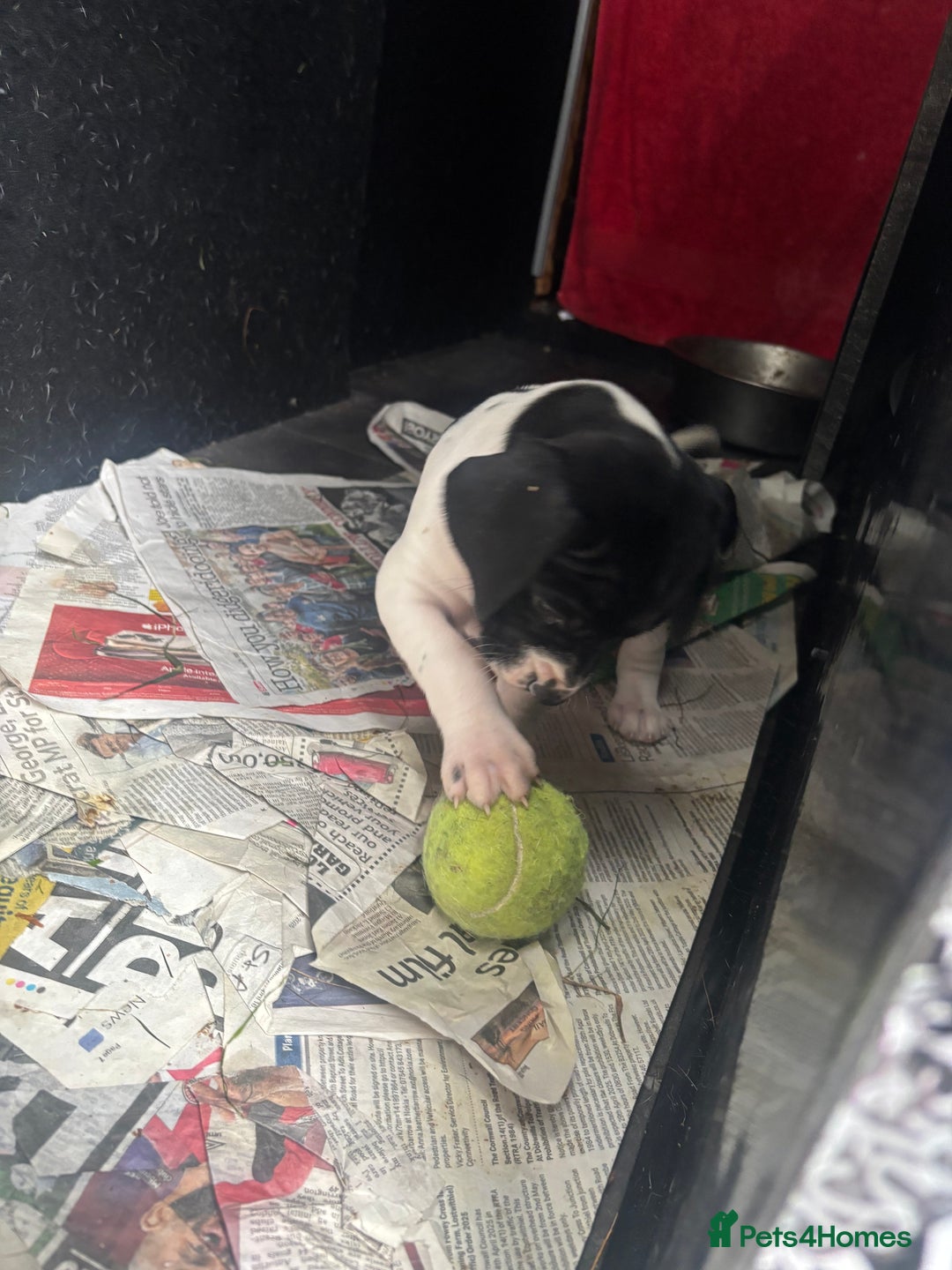 Pointer dogs for sale: English Pointer Bitch - Image 6